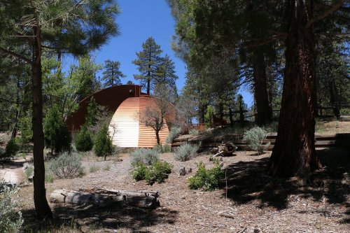 A modern, curved building nestled among tall pine trees and shrubs in a forested area.