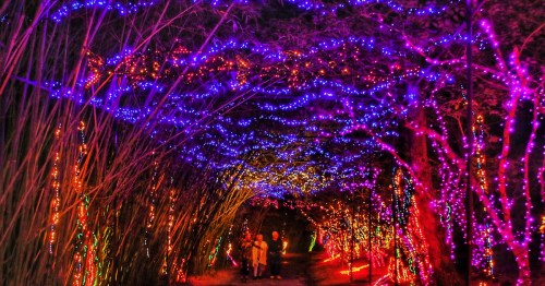 A vibrant pathway illuminated with colorful lights, surrounded by trees, creating a magical nighttime atmosphere.