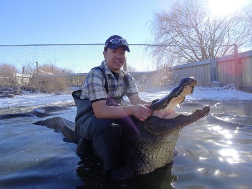 A person in waders sits on a large alligator in a snowy environment, gently holding its mouth open.