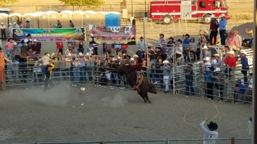 A bull rider competes in a rodeo, surrounded by spectators and banners, with a fire truck in the background.