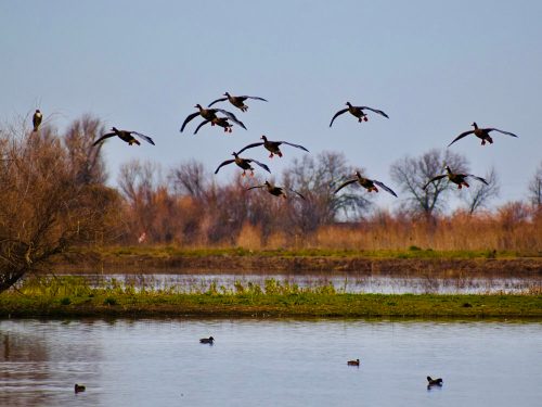 A flock of geese flying over a calm lake, with trees and grass in the background.