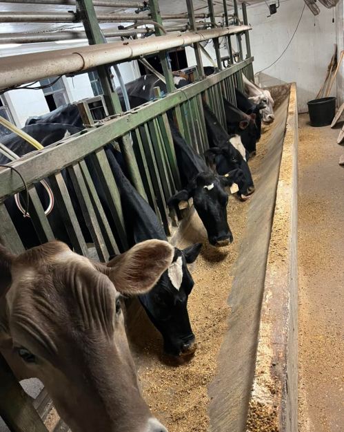 Cows eating from a trough in a barn, with several animals visible in a row.
