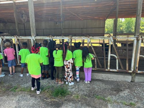 A group of children in bright green shirts observing animals in a barn.