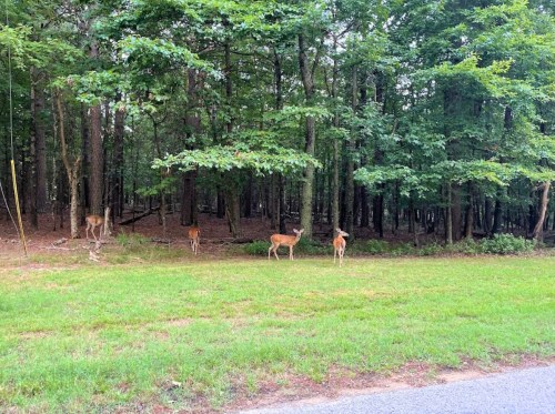 Four deer grazing near a wooded area, surrounded by trees and grass.