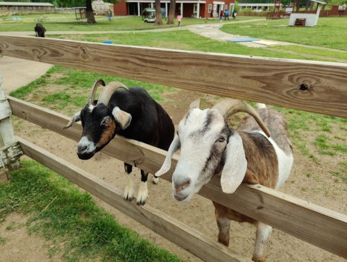 Two goats with curved horns peering over a wooden fence in a grassy farmyard.
