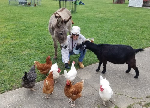 A person in a white hat interacts with a donkey and a goat among a group of chickens on a grassy area.