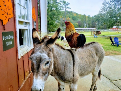 A donkey stands outside a building with a rooster perched on its back in a rural setting.