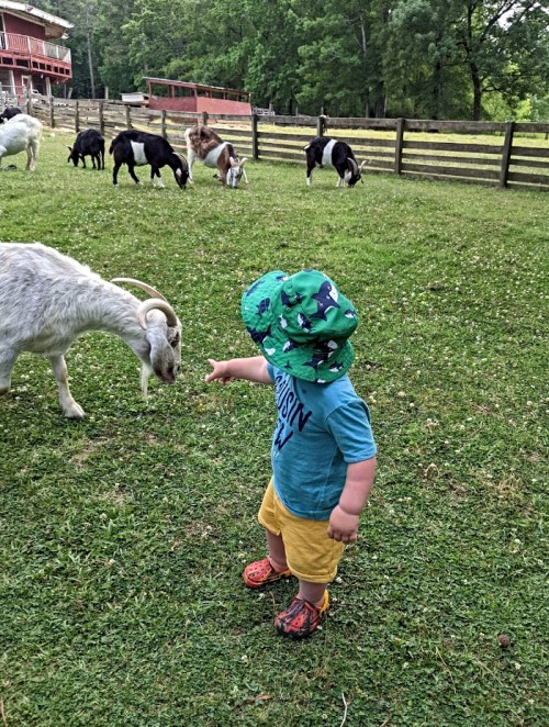A child in a blue shirt and hat points at a goat in a grassy field, with other goats grazing in the background.