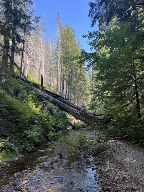A serene forest scene with a creek flowing under a fallen tree, surrounded by tall trees and lush greenery.