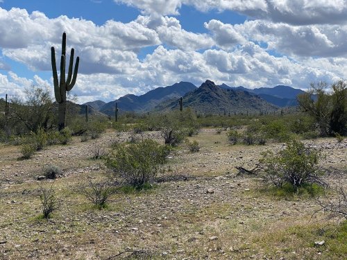 A desert landscape featuring a tall cactus, scattered shrubs, and mountains under a partly cloudy sky.
