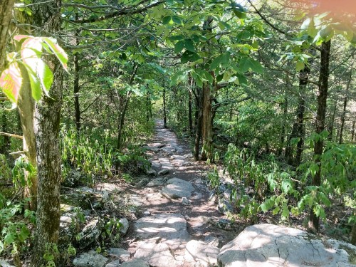 A rocky path winding through a lush green forest with trees and underbrush on either side.