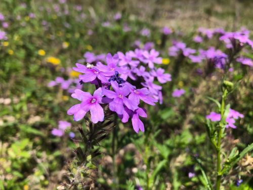 A close-up of vibrant purple flowers in a field, surrounded by green foliage and hints of yellow blooms.