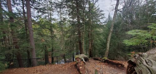 A serene forest scene with tall trees, fallen logs, and a glimpse of a river in the distance.