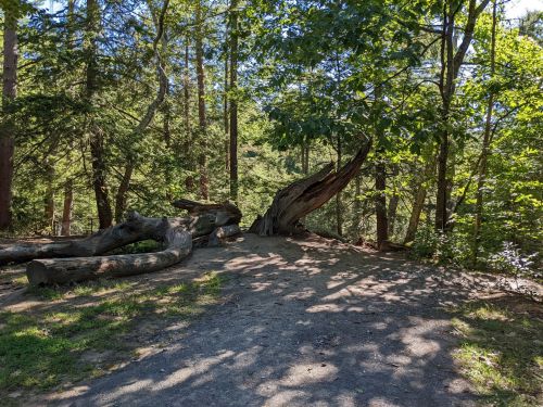 A sunlit forest scene with twisted trees and dappled shadows on a dirt path surrounded by greenery.