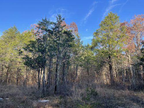 A serene forest scene with tall trees and a clear blue sky, showcasing a mix of green and autumn-colored foliage.