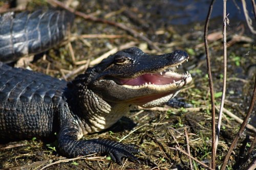 A close-up of an alligator resting on the bank, mouth open, surrounded by grass and water.