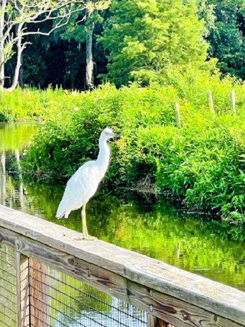 A white bird stands on a wooden railing by a lush green area near a calm body of water.