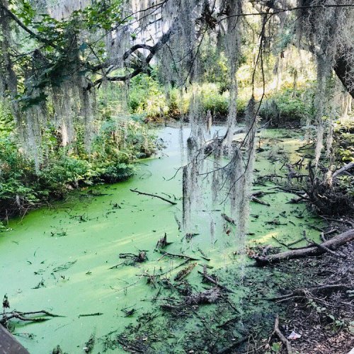 A serene swamp scene with green water, overhanging trees, and Spanish moss draping from branches.