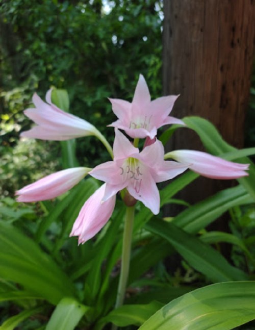 A cluster of delicate pink flowers with long petals, surrounded by green leaves and a natural background.