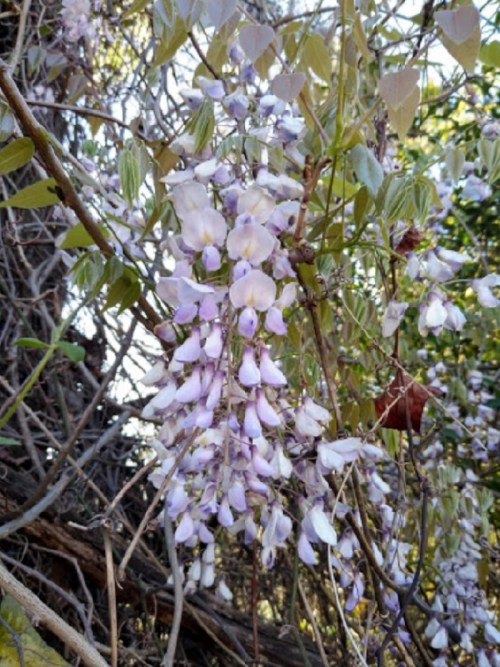 A cluster of delicate purple wisteria flowers hanging from green vines.