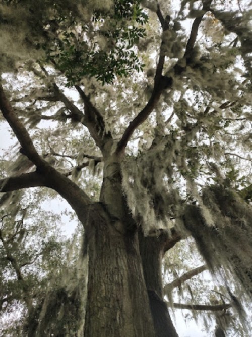 A tall tree with a thick trunk and hanging moss, viewed from below, showcasing its expansive branches and foliage.