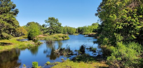 A serene landscape featuring a calm pond surrounded by lush greenery and trees under a clear blue sky.