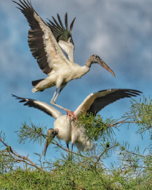 Two white ibises perched on a tree, one in flight above the other, against a blue sky with clouds.