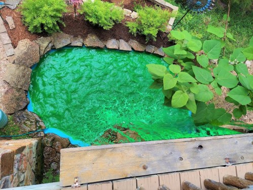 A vibrant green pond surrounded by rocks and plants, viewed from above.