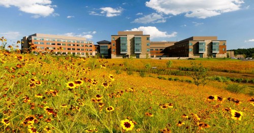 A modern building surrounded by a vibrant field of yellow and black flowers under a blue sky with fluffy clouds.