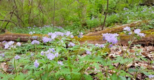 A lush forest scene featuring clusters of delicate purple flowers among green foliage and fallen logs.