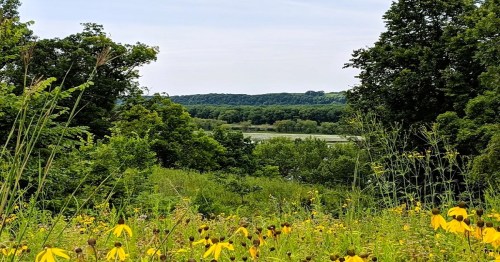 A scenic view of a lush landscape with yellow flowers in the foreground and a river surrounded by trees in the background.