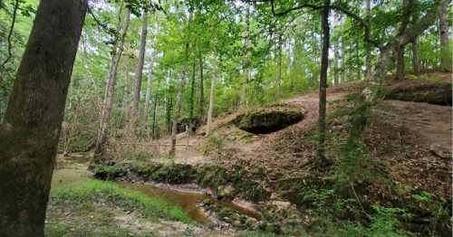 A serene forest scene with lush green trees, a rocky hillside, and a small stream flowing through the underbrush.