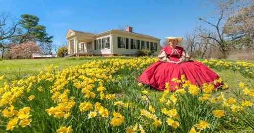 A woman in a red dress sits among yellow daffodils in front of a historic house on a sunny day.