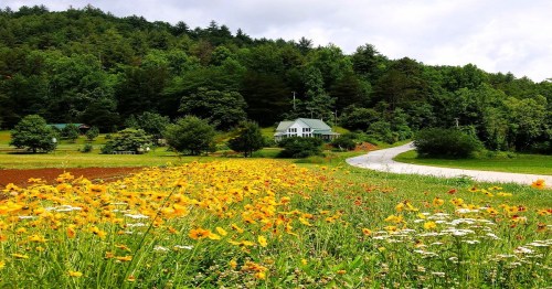A scenic view of a house surrounded by vibrant wildflowers and lush green trees along a winding road.