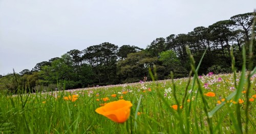 A vibrant field of wildflowers with orange poppies in the foreground and a tree line in the background under a cloudy sky.