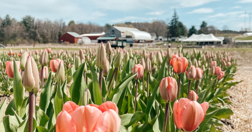 A field of pink tulips in the foreground with a farm and trees in the background under a blue sky.