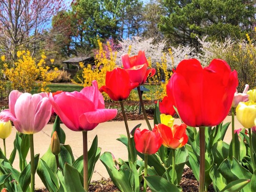 A vibrant garden scene featuring colorful tulips in shades of pink, red, and yellow, surrounded by lush greenery.