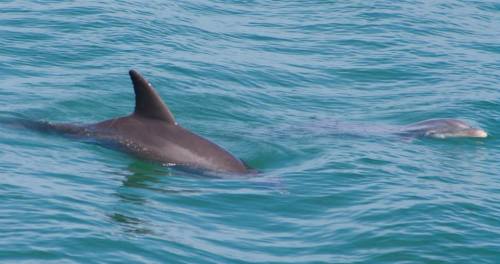 A dolphin and its calf swim together in clear blue water.