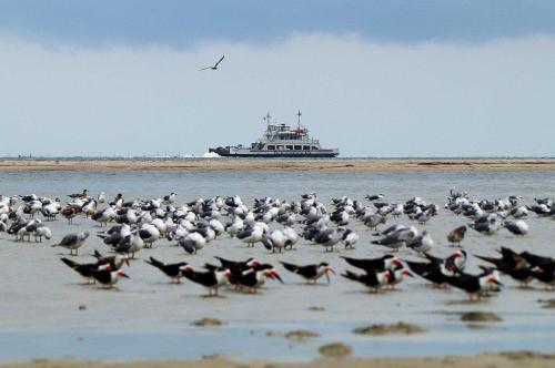 A boat sails in the distance while a flock of birds gathers on the shore, with a cloudy sky above.