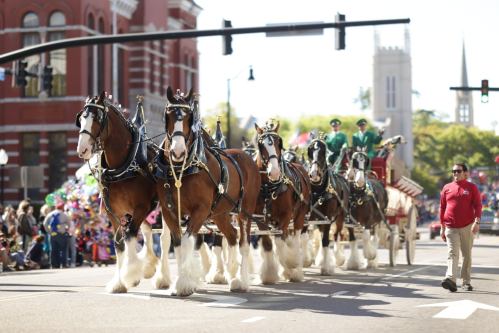A team of Clydesdale horses pulling a festive carriage in a parade, with spectators and colorful balloons in the background.