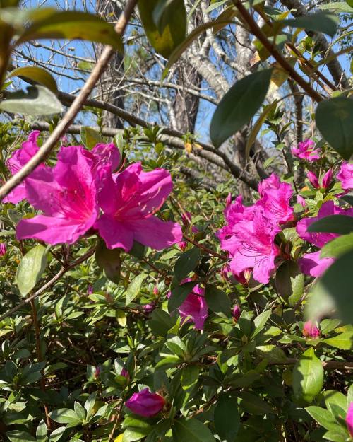 Bright pink azalea flowers bloom amidst lush green foliage under a clear blue sky.