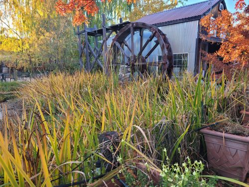 A water wheel surrounded by tall grasses and colorful autumn foliage near a rustic building.