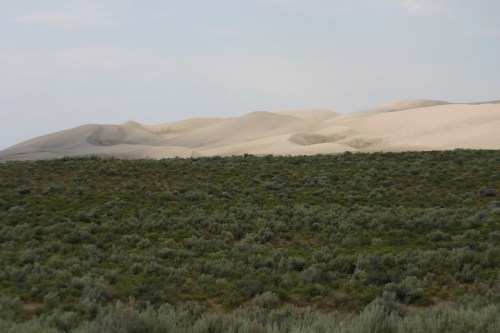 A landscape featuring rolling sand dunes in the background, with green shrubs and grass in the foreground.