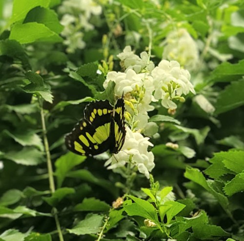 A black and yellow butterfly perched on white flowers amidst lush green foliage.