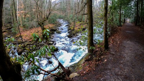 A serene forest scene with a flowing river, surrounded by trees and autumn leaves along a winding path.