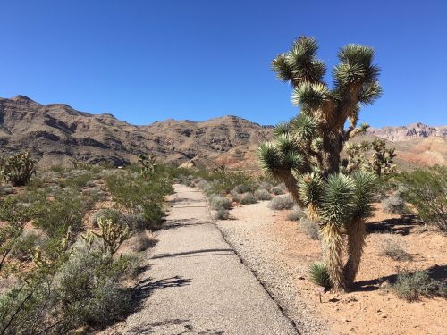 A winding path through a desert landscape with mountains in the background and a prominent Joshua tree.