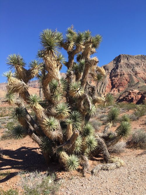 A spiky desert plant with a rugged landscape of mountains and clear blue sky in the background.
