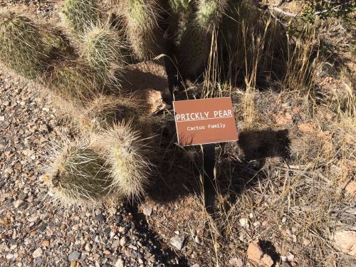 A sign labeled "Prickly Pear" next to a cactus in a rocky, dry landscape.