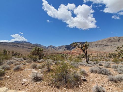 A desert landscape with cacti, rocky terrain, and a blue sky dotted with clouds. Mountains are visible in the background.