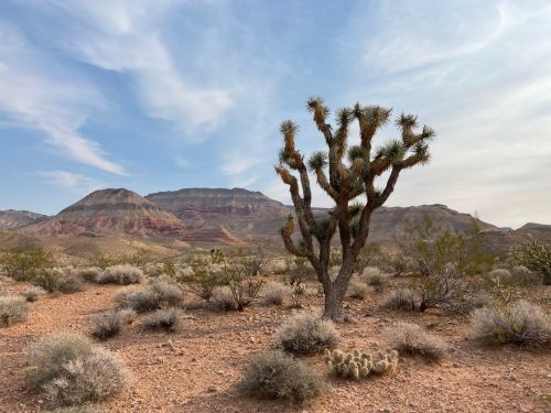 A Joshua tree stands in a desert landscape with mountains and sparse vegetation under a cloudy sky.